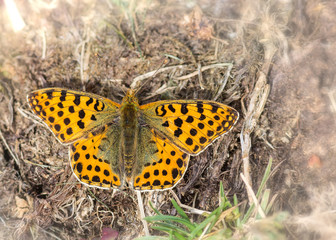 Argynnis aglaja (Grand nacré)