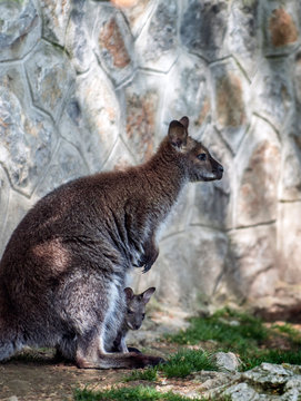 Kangaroo with a cub