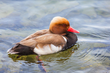 Male Red-crested pochard