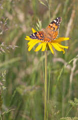 Vanessa cardui (La belle dame) :