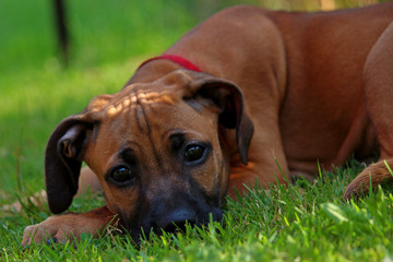 8. Wochen alter Rhodesian Ridgeback Welpe