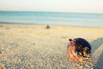 Fototapeta na wymiar crab on sand beach coast