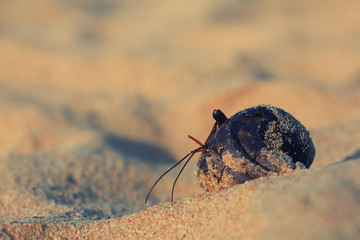 crab on sand beach coast