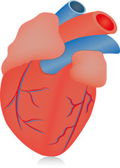 The Human Heart