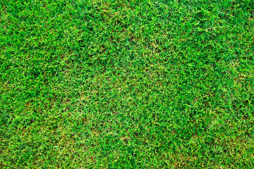 Fototapeta premium Green lawn