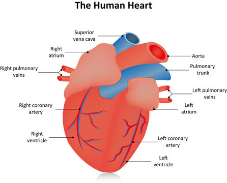 The Human Heart Labeled