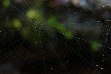 Cobweb in the forest.