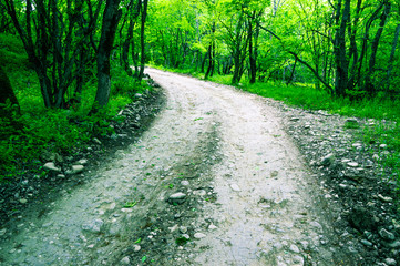 Rural road in the forest