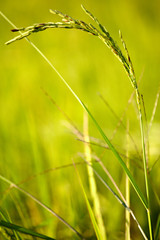 Green ear of rice on field