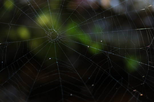 Cobweb in the forest.