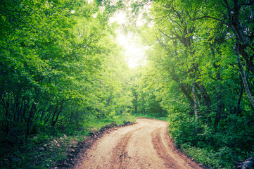 Naklejka premium Rural road in the forest