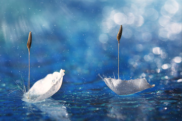 petal in water swan blue background
