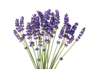 Fototapeta premium Lavender flowers isolated on white