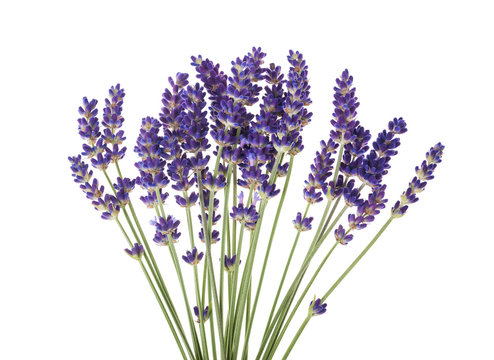 Fototapeta Lavender flowers isolated on white