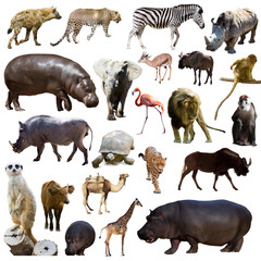 Set of hippopotamus  and other African animals