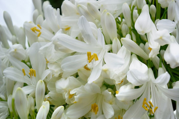 白色のアガパンサスの花