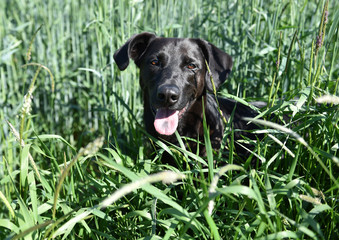 Labrador im Roggenfeld