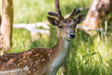 Obraz premium Male Fallow deer with summer antlers