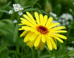 Ringelblume