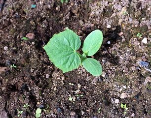 Cucumber plants on the gardenbad in the greenhouse