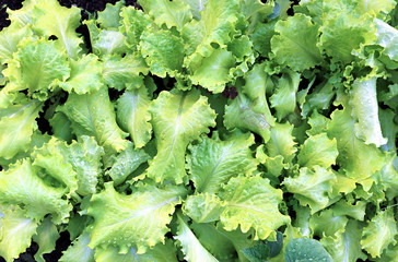 Growing leaves lettuce