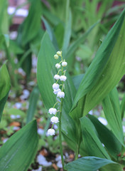 Obraz premium Forest lily of the valley flowers