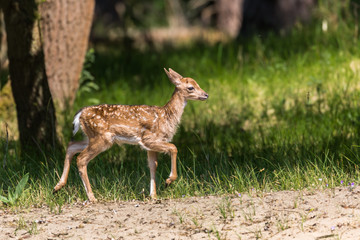 Bambi, a Fallow deer