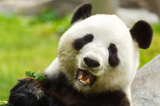 Fototapeta Panda bear eating bamboo