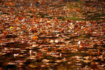 Autumn foliage decomposing on the water surface of a lake