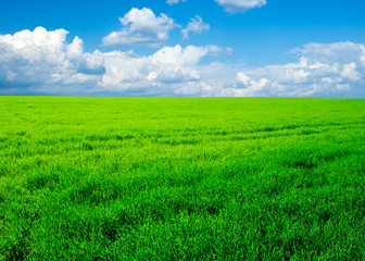 Naklejka premium field