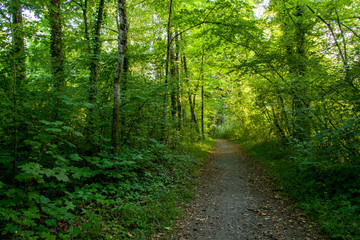 Alte Aare auf der Höhe von Lyss