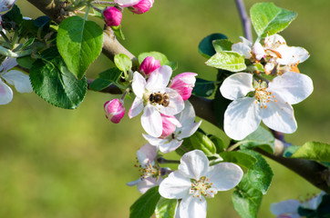  flowers in spring