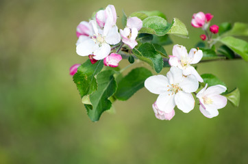 Fototapeta na wymiar flowers in spring
