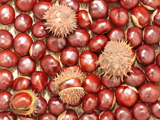 Obraz premium Chestnuts.Background.