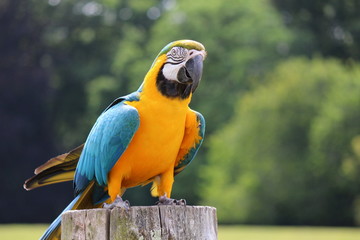 Ara Ararauna © rocknsp