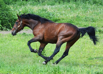 Bay american trotter stallion in freedom gallop