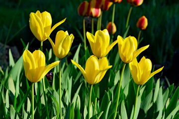 Obraz premium Yellow tulips