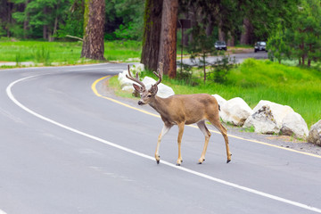 Naklejka premium Deer crossing the street.