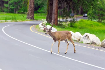 Deurstickers Deer crossing the street. © Mariusz Blach