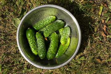 Вкусные огурцы