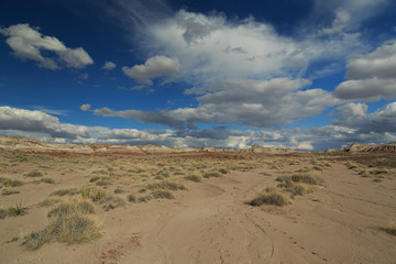 Petrified Forest National Park