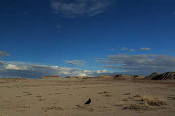 Black Crow at Petrified Forest National Park