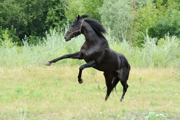 black thoroughbred stallion playing in freedom