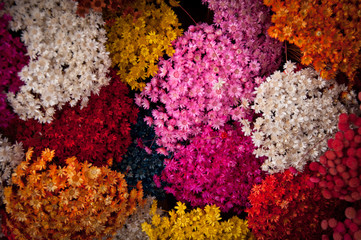 Various Dried and Colored Plants and Flowers for Decoration