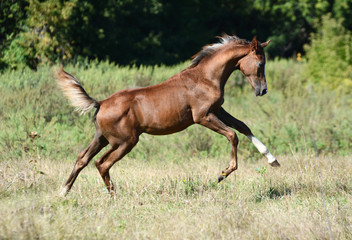 red arabian foal plays on freedom