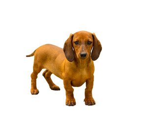 dachshund/ the dog  of breed a dachshund of a brown color isolated on white 