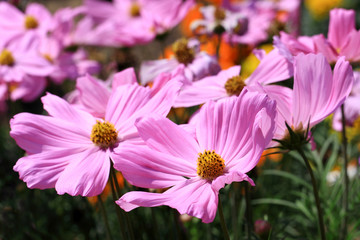 Obraz premium Field of cosmos flowers
