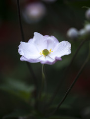 Blüte einer Malve