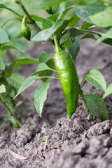 growing green peppers