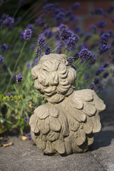 Engel von hinten im Lavendel
